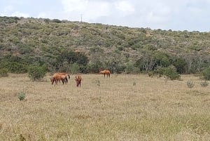 Addo elephant national park :half or full day tour Safari