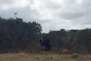 Addo elephant national park :half or full day tour Safari