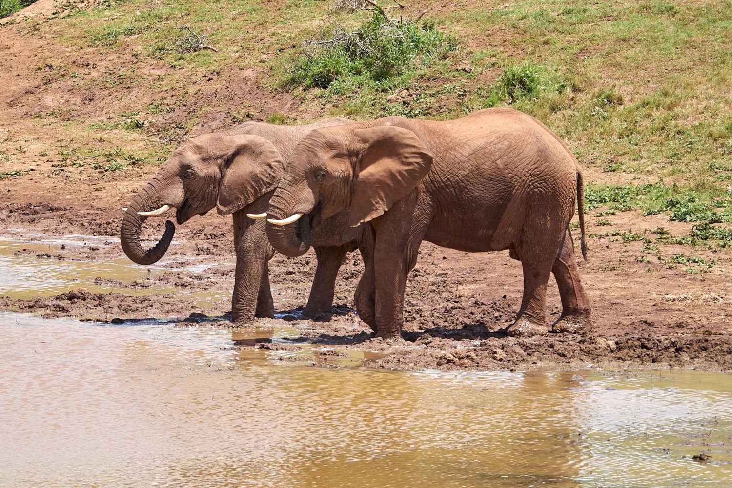 Addo Elephant National Park: Morning Half Day Safari