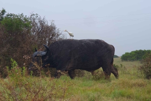 : Addo Elephant National Park Safari puoli päivää