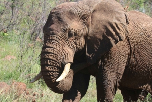 : Safari au parc national des éléphants d'Addo