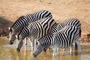 : Safari au parc national des éléphants d'Addo