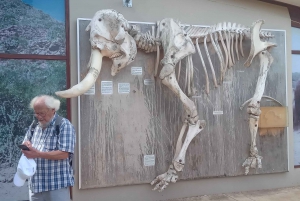 : Safari au parc national des éléphants d'Addo