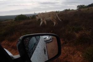 : Safari au parc national des éléphants d'Addo