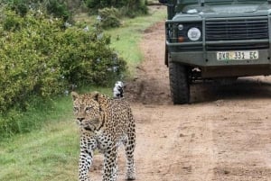 Parque Nacional de los Elefantes de Addo: safari de 1 día en coche