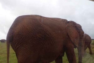 Parque Nacional de los Elefantes de Addo: safari de 1 día en coche