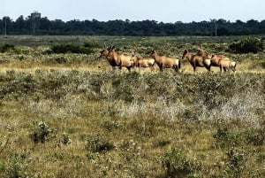 Parque Nacional de los Elefantes de Addo: safari de 1 día en coche