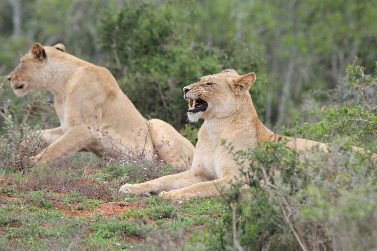 Tur i Addo Elephant National Park med båtcruise