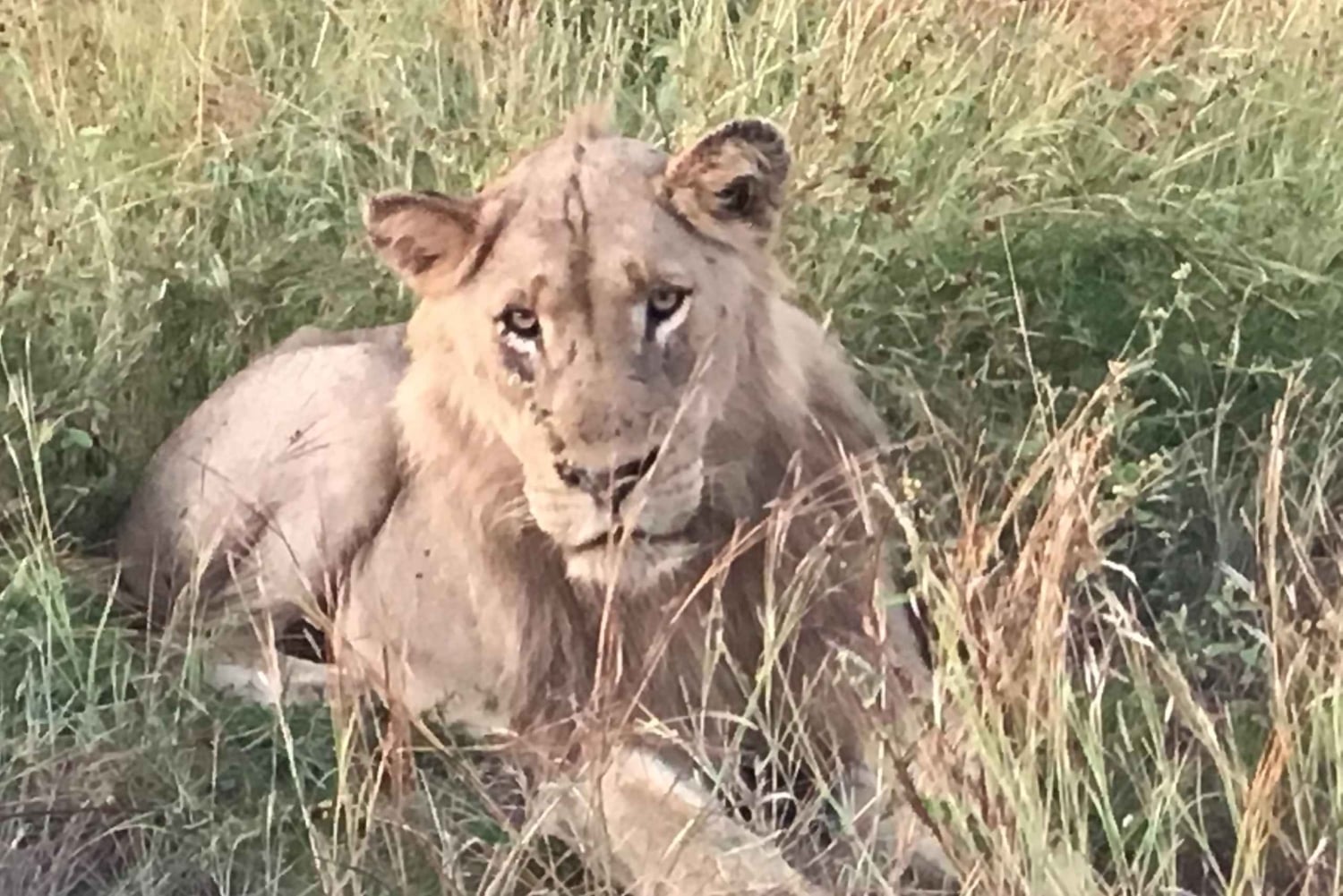 Addo Elephant National Park Tour with Boat Cruise