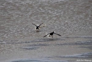 Addo Elephant National Park Tour with Boat Cruise