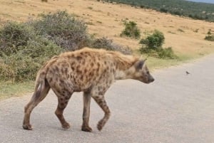 Addo Elephant National Park Tour with Boat Cruise