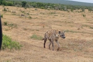 Addo Elephant National Park Tour with Boat Cruise