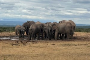Addo Elephant National Park Tour with Boat Cruise