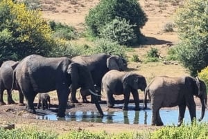 Addo Elephant National Park Tour with Boat Cruise