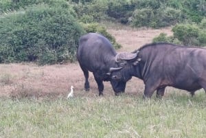 Addo Elephant National Park Tour with Boat Cruise
