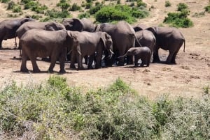 Addo Elephant National Park Tour with Boat Cruise