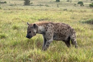 Addo Elephant National Park Tour with Boat Cruise