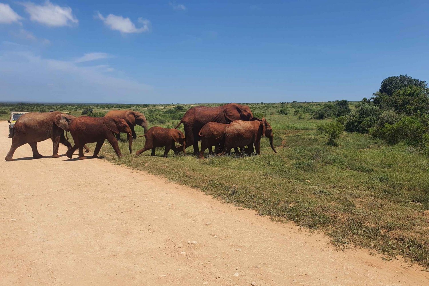 Encounter-Unique-Wildlife-Addo-Elephant-National-Park