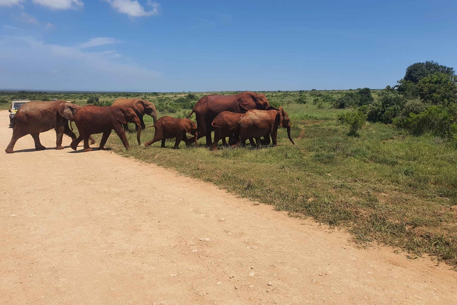 Addo Elephant National Park Tour