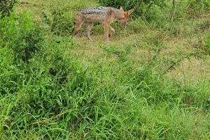 Addo Elephant National Park Tour