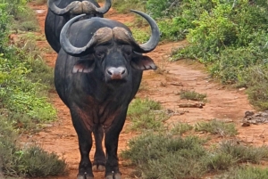 Addo Elephant National Park Tour