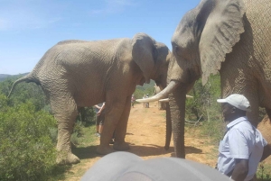 Addo Elephant National Park Tour