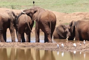 Addo Elephant Park and Giraffe Walk Full Day Safari