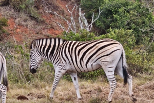 Addo Elephant Park ja Giraffe Walk kokopäiväsafari