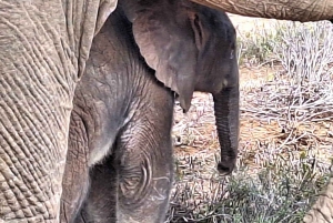 Addo Elephant Park ja Giraffe Walk kokopäiväsafari