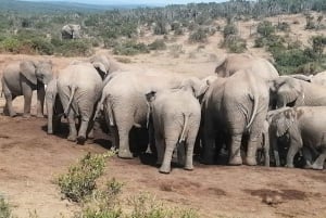 Addo Elephant Park ja Giraffe Walk kokopäiväsafari