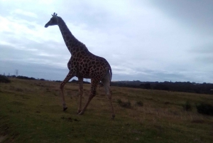 Addo Elephant Park ja Giraffe Walk kokopäiväsafari