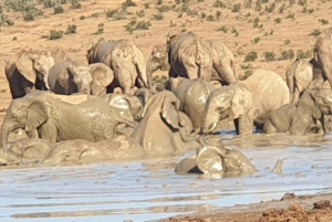 Addo Elephant Park ja Giraffe Walk kokopäiväsafari