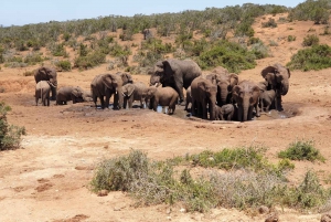 Addo Elephant Park ja Giraffe Walk kokopäiväsafari