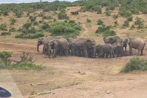 Addo Elephant Park ja Giraffe Walk kokopäiväsafari