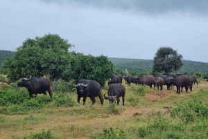 Addo Elephant Park ja Giraffe Walk kokopäiväsafari