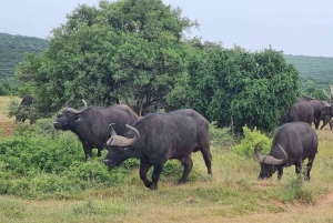 Addo Elephant Park ja Giraffe Walk kokopäiväsafari