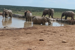 Addo Elephant Park i Kragga Kamma Game Park w zestawie