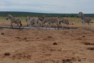 Addo Elephant Park i Kragga Kamma Game Park w zestawie