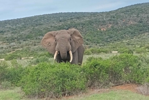 Addo Elephant Park i Kragga Kamma Game Park w zestawie