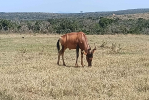 Addo Elephant Park i Kragga Kamma Game Park w zestawie