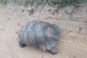 Addo Elephant Park i Kragga Kamma Game Park w zestawie