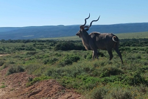 Addo Elephant Park i Kragga Kamma Game Park w zestawie