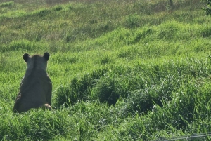 Addo Elephant Park i Kragga Kamma Game Park w zestawie