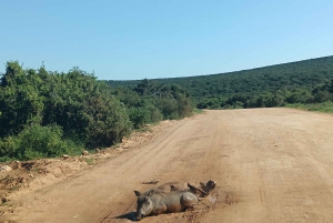 Addo Elephant Park i Kragga Kamma Game Park w zestawie