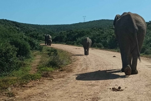 Addo Elephant Park i Kragga Kamma Game Park w zestawie