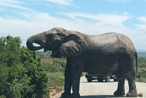 Addo Elephant Park i Kragga Kamma Game Park w zestawie