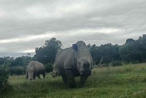 Addo Elephant Park i Kragga Kamma Game Park w zestawie