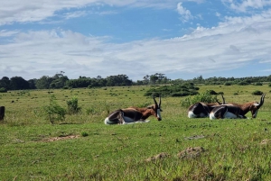 Addo Elephant Park i Kragga Kamma Game Park w zestawie