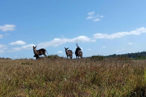 Addo Elephant Park i Kragga Kamma Game Park w zestawie