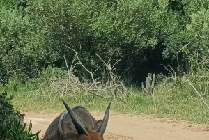 Addo Elephant Park i Kragga Kamma Game Park w zestawie